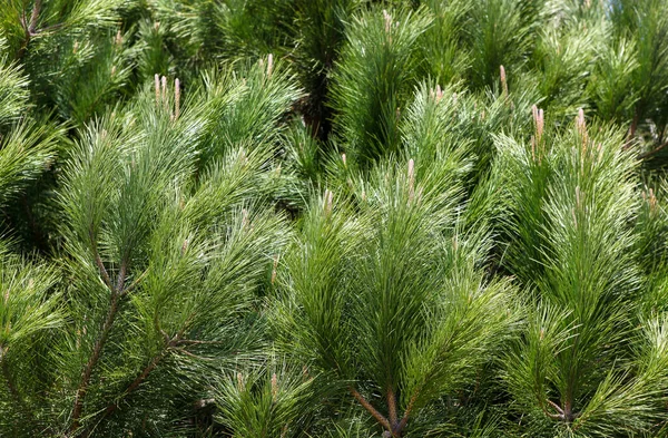 Close Van Heldergroene Dennenboomtakken — Stockfoto