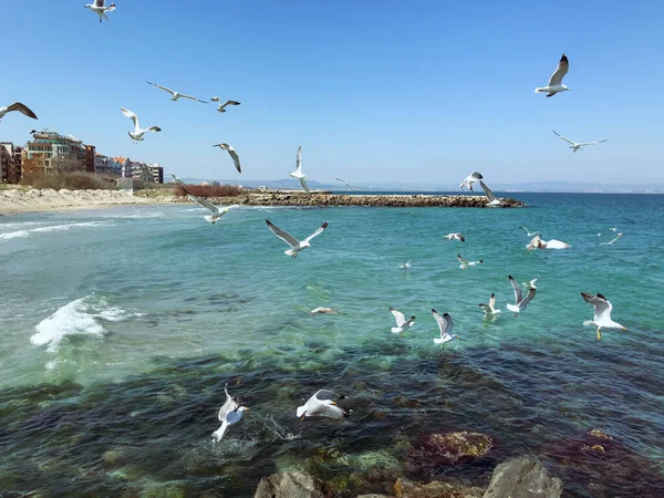 Seagulls Flying Sea Sunny Day — Stock Photo, Image