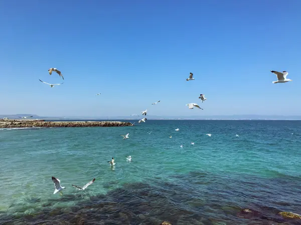 Güneşli bir günde denizin üzerinde uçan martılar.