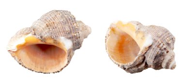 Beyaz Arkaplana Karşı Deniz Kabuğunun Yakın Çekimi