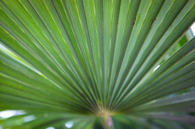 Bulgaristan 'ın Pomorie kentinde ilkbaharda çekilmiş bir palmiye ağacı fotoğrafı