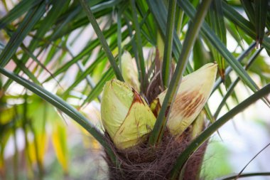 Bulgaristan 'ın Pomorie kentinde ilkbaharda çekilmiş bir palmiye ağacı fotoğrafı