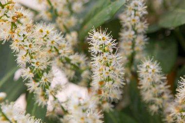 Baharda beyaz çiçekli güzel bir ağaç.