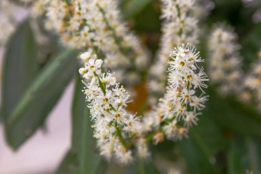 Baharda beyaz çiçekli güzel bir ağaç.