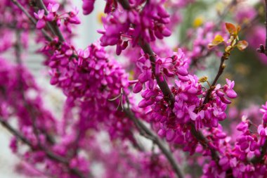 Baharda pembe renkte güzel bir ağaç