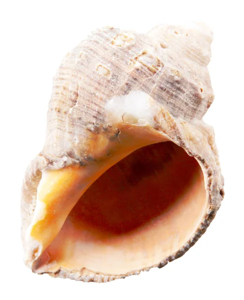 Close Seashell Sullo Sfondo Bianco — Foto Stock