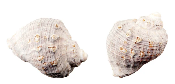 Крупним Планом Seashell Білому Тлі — стокове фото