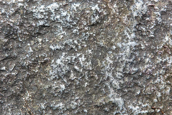 İlkbaharda yumuşak güneş ışığında taş dokusu