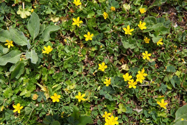 Güzel bahar çiçekleri olan bir çayır.