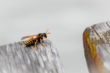 Ahşap bir bankta duran eşek arısının yakın çekimi