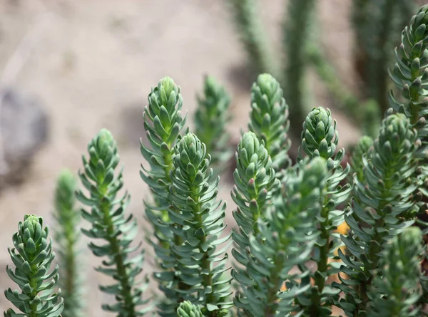 Een Voorjaar Plant Groeiend Het Zand Duin — Stockfoto