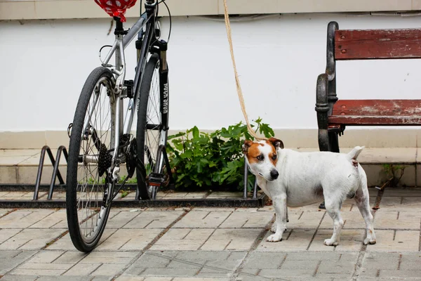 Pomorie Bułgaria Maja 2020 Jack Russell Terrier Stoi Rowerze Czeka — Zdjęcie stockowe