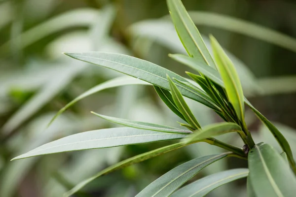 Nerium Oleander Arbusto Pequeño Árbol Familia Apocynaceae Tóxico Todas Sus — Foto de Stock