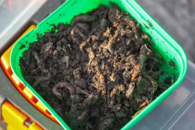 Deniz solucanı. Balık tutmak için klasik bir yem.