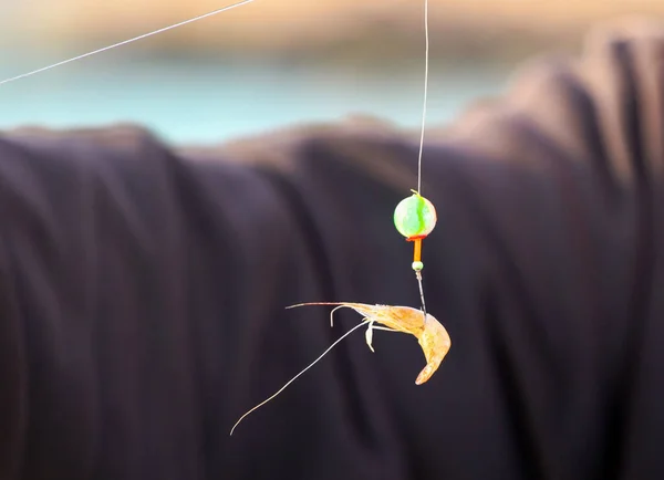 Camarones Mar Utilizados Como Cebo Para Pesca Marítima — Foto de Stock