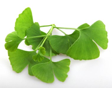 Ginkgo biloba yaprakları beyaz arka planda izole edilmiş. Ginkgo biloba, Ginkgo ya da gingko olarak da bilinir, bakir saç ağacı, Ginkgophyta bölgesinde yaşayan tek canlı türüdür.