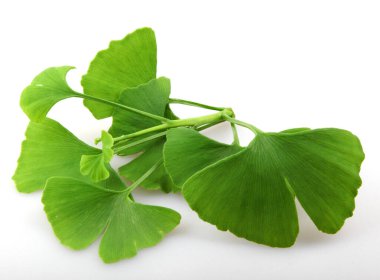 Ginkgo biloba yaprakları beyaz arka planda izole edilmiş. Ginkgo biloba, Ginkgo ya da gingko olarak da bilinir, bakir saç ağacı, Ginkgophyta bölgesinde yaşayan tek canlı türüdür.