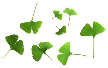 Ginkgo biloba yaprakları beyaz arka planda izole edilmiş. Ginkgo biloba, Ginkgo ya da gingko olarak da bilinir, bakir saç ağacı, Ginkgophyta bölgesinde yaşayan tek canlı türüdür.