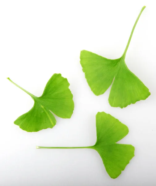 Blätter Von Ginkgo Biloba Isoliert Auf Weißem Hintergrund Ginkgo Biloba — Stockfoto