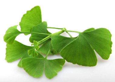 Ginkgo biloba yaprakları beyaz arka planda izole edilmiş. Ginkgo biloba, Ginkgo ya da gingko olarak da bilinir, bakir saç ağacı, Ginkgophyta bölgesinde yaşayan tek canlı türüdür.