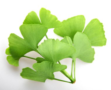 Ginkgo biloba yaprakları beyaz arka planda izole edilmiş. Ginkgo biloba, Ginkgo ya da gingko olarak da bilinir, bakir saç ağacı, Ginkgophyta bölgesinde yaşayan tek canlı türüdür.