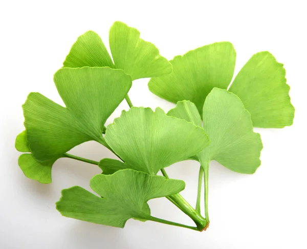 Hojas Ginkgo Biloba Aisladas Sobre Fondo Blanco Ginkgo Biloba Comúnmente —  Fotos de Stock