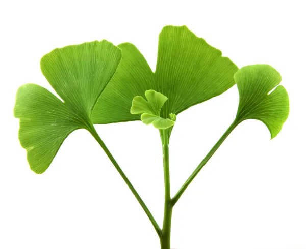 Folhas Ginkgo Biloba Isoladas Sobre Fundo Branco Ginkgo Biloba Vulgarmente — Fotografia de Stock