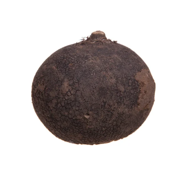 Black Radish Vegetable — Stock Photo, Image