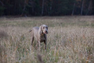 Köpek saf ekmek weimaraner