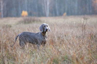 Köpek saf ekmek weimaraner