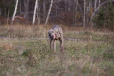 Köpek saf ekmek weimaraner