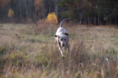 Köpek saf ekmek weimaraner
