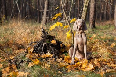 Köpek saf ekmek weimaraner