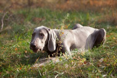 Köpek saf ekmek weimaraner