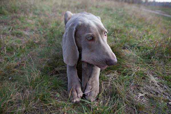 Köpek. — Stok fotoğraf