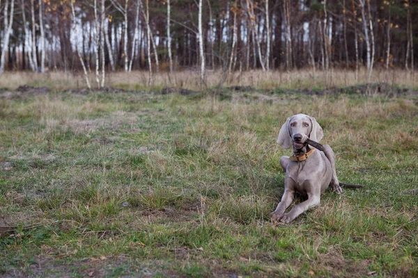 Cane — Foto Stock