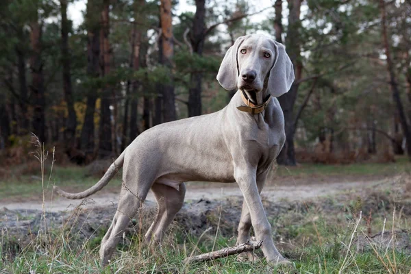 Cane — Foto Stock