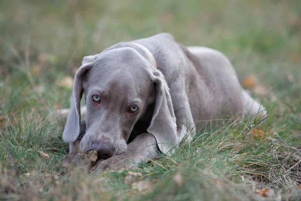 Cane — Foto Stock