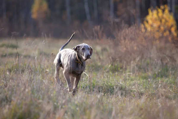 Dog pure bread weimaraner — Stock Photo, Image