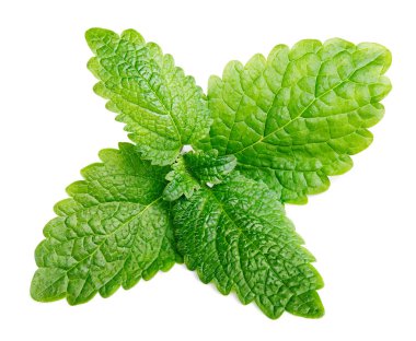 Taze çiğ nane veya yeşil oğul otu (Melissa officinalis) Beyaz yaprakları