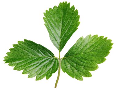 beyaz izole çilek yaprak yeşil