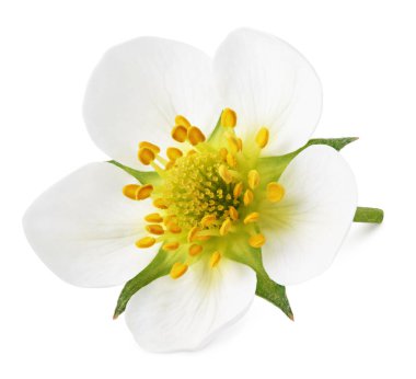 Çilek çiçeği bembeyaz