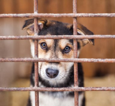 Barınak için yeni sahibin bekliyorum evsiz köpekler için