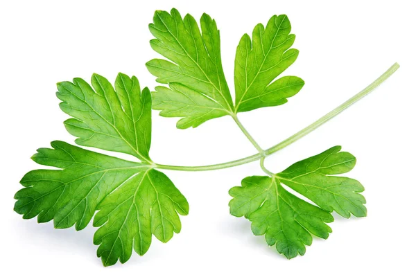 Garden parsley herb (cilantro) leaf isolated on white — Stock Photo, Image