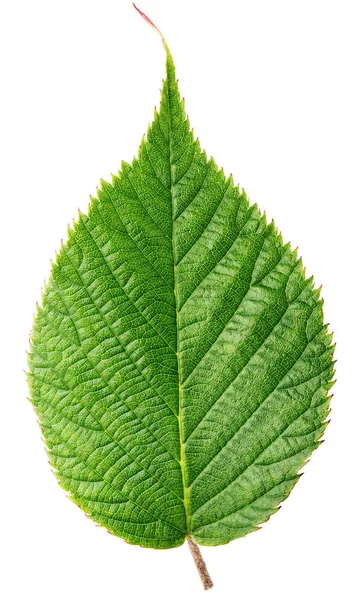 Green raspberry leaf isolated on white — Stock Photo, Image