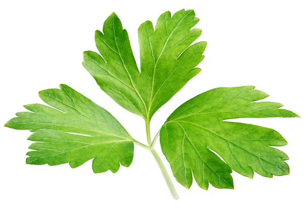 Garden parsley herb (coriander) leaf isolated on white — Stock Photo, Image