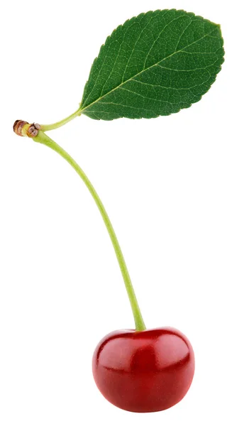 Cerise avec feuille isolée sur blanc — Photo