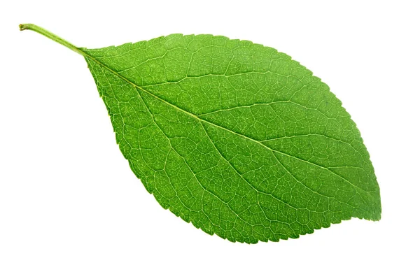 Hoja de ciruela verde sobre blanco — Foto de Stock