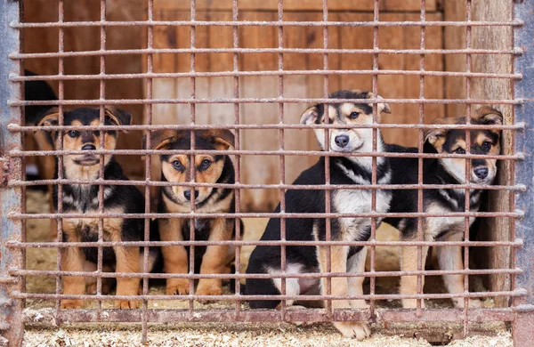Úkryt pro toulavé psy, čeká na nového majitele — Stock fotografie