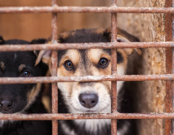Refugio para perros sin hogar, esperando un nuevo propietario — Foto de Stock